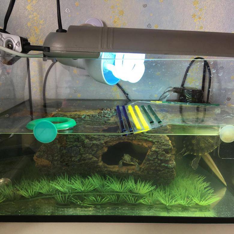 Ультрафиолетовая лампа для черепах, сухопутных и водных рептилий в террариум: как выбрать, какие нужны светильники и чем заменить