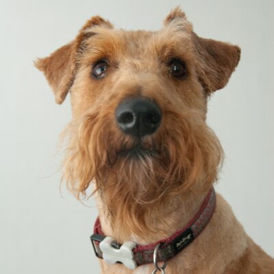 Ирландский терьер (55 фото): описание породы, характер щенков. схемы тримминга собак. отзывы владельцев