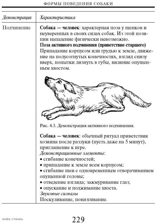 Почему нельзя «очеловечивать» поведение собаки - gafki.ru