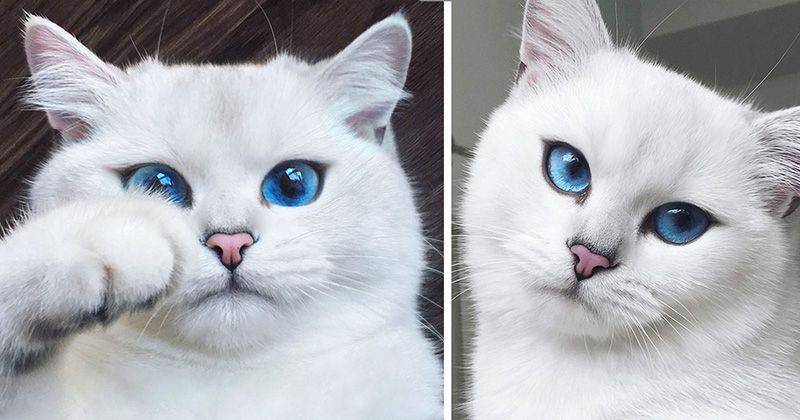Породы кошек с голубыми и синими глазами