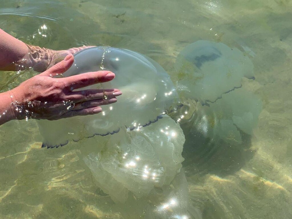 Медузы Черного моря