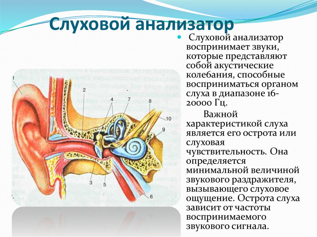 Какие части слухового анализатора изображены на рисунке чем они представлены в чем их функции