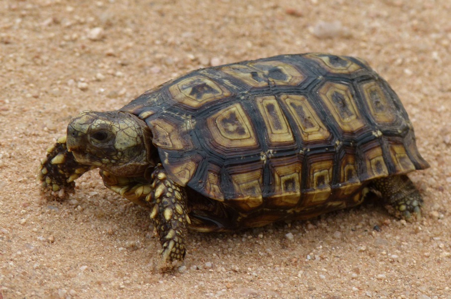 Сухопутная черепаха - где живет, что ест, содержание и уход