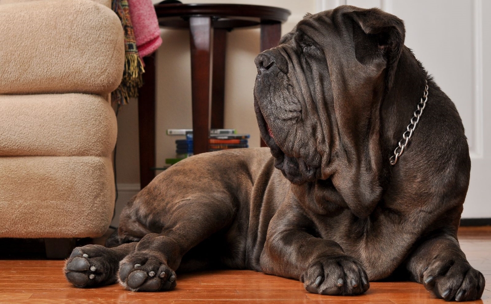 14 пород собак, которые идеально подходят для ленивых людей