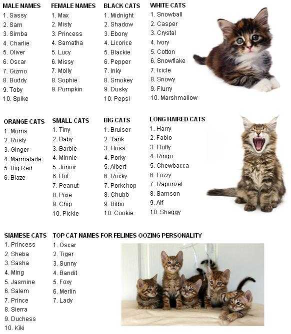 Как назвать кошку — список самых красивых кличек и популярных имен для породистых, и простых кошек