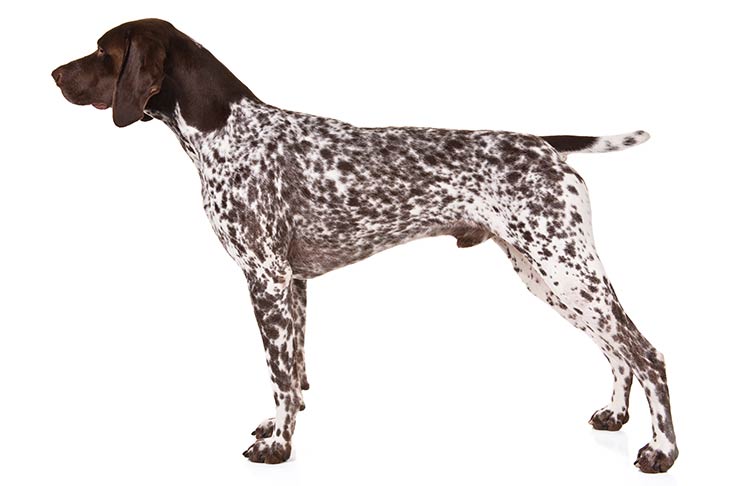 Курцхаар (60 фото): описание собак охотничьей породы немецкий курцхаар. как дрессировать щенков в домашних условиях? отзывы владельцев