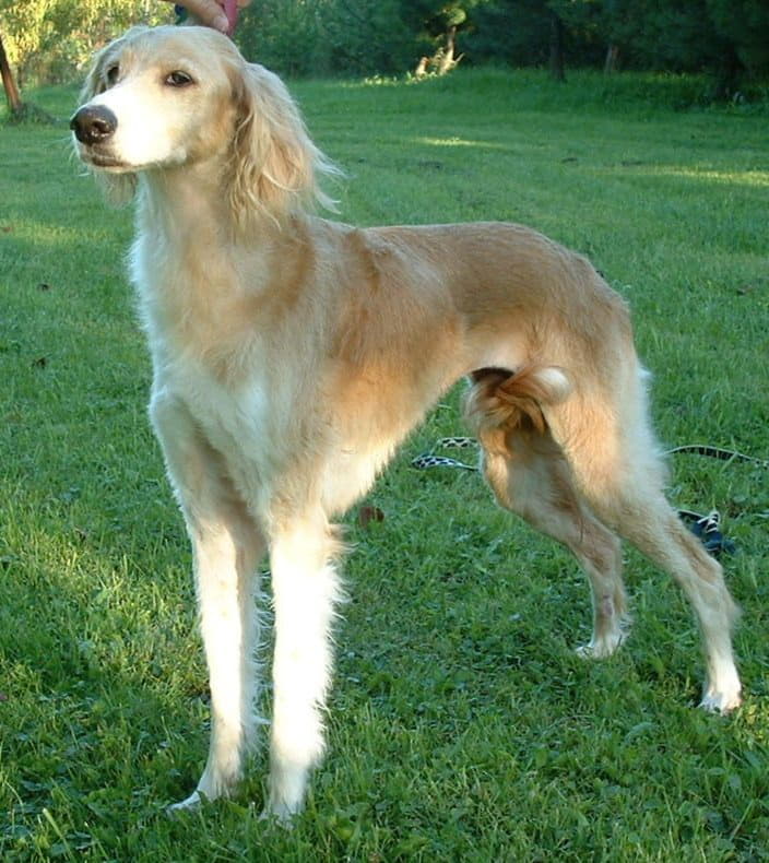 Салюки (персидская борзая или газелья собака): фото породы, цена, содержание и уход