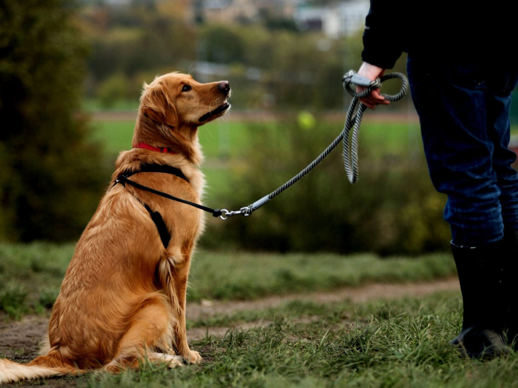 Преданность собак – природный инстинкт или выработанное качество?