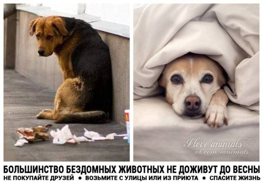 6 способов как помочь бездомным собакам, не подбирая всех домой | gafki.ru | яндекс дзен