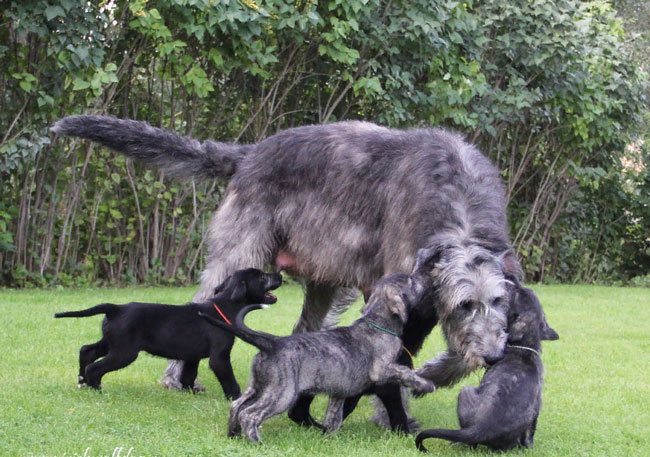 Ирландский волкодав: все о собаке, фото, описание породы, характер, цена