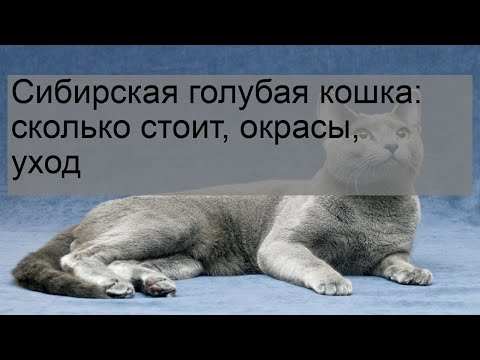 Русская голубая кошка (100 фото): описание внешности и характеристика породы домашней кошки, уход за ней