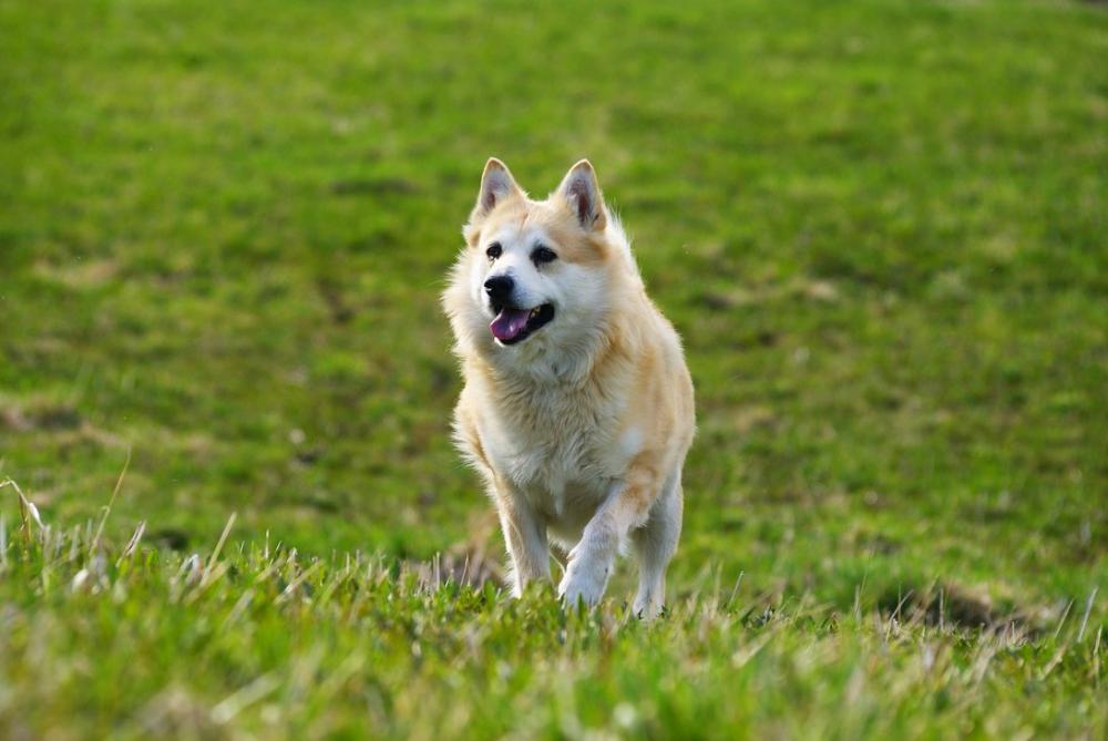 Норвежский бухунд (норвежская лайка) — описание породы собак