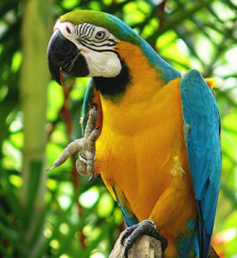 Маленькие попугаи: виды, особенности, интересные факты