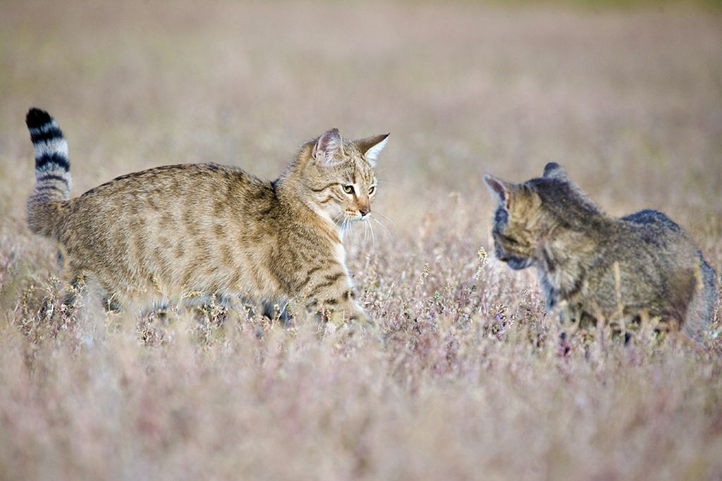 Дикая кошка felis libyca или дикий степной кот – прародитель всех домашних кошек