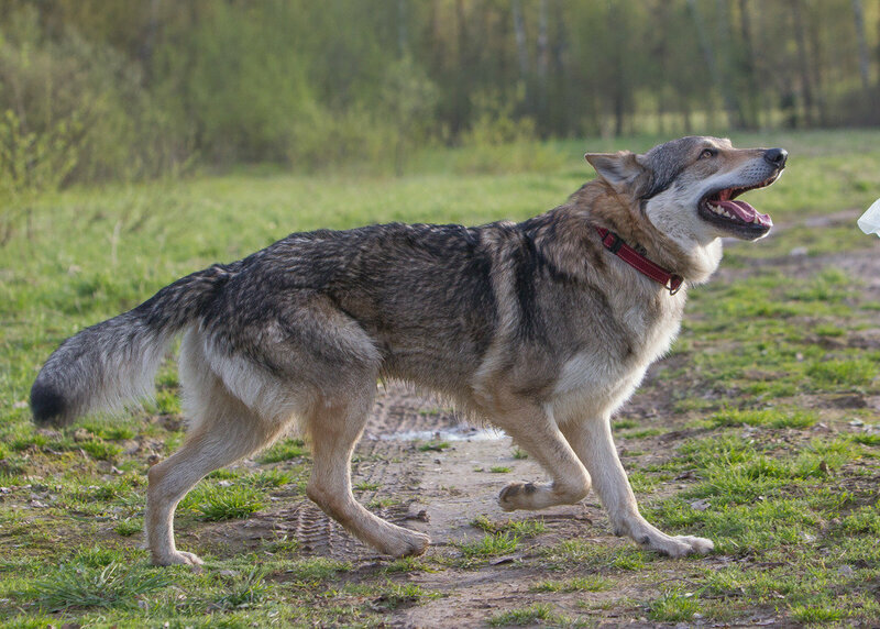Характеристика собак породы волчья собака сарлоса с отзывами и фото