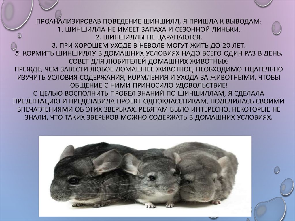 Серебристая шиншилла кошка. описание, особенности, уход и содержание породы | живность.ру
