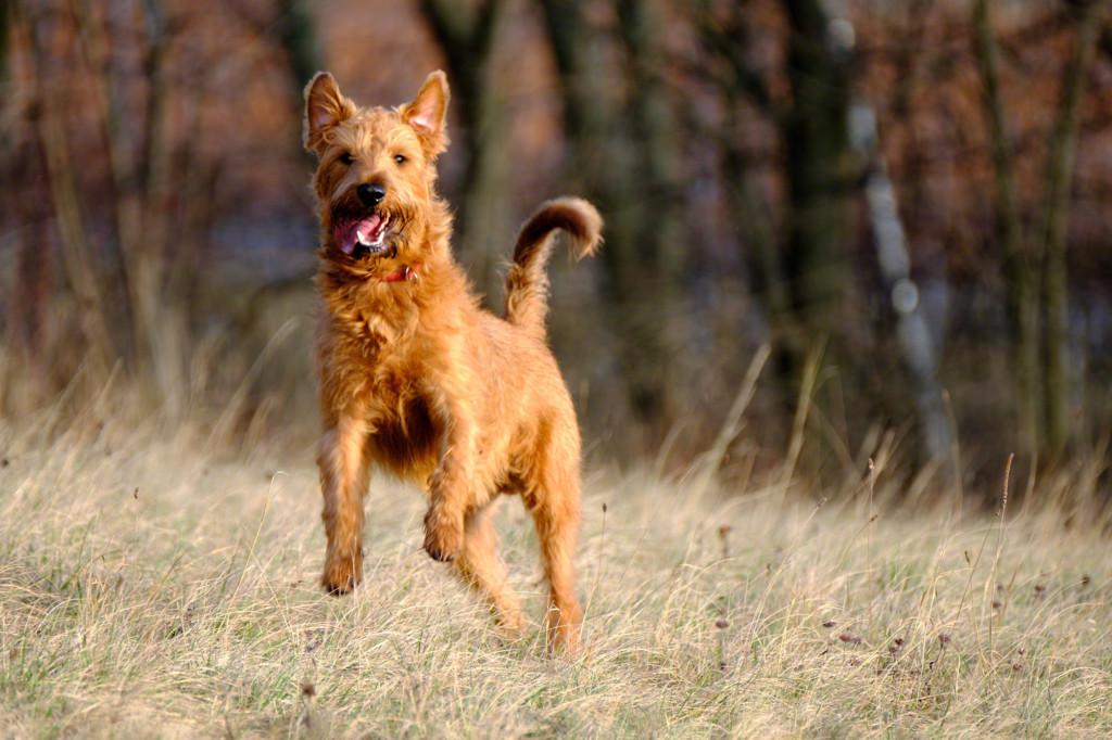 Характеристика собак породы ирландский терьер с отзывами и фото