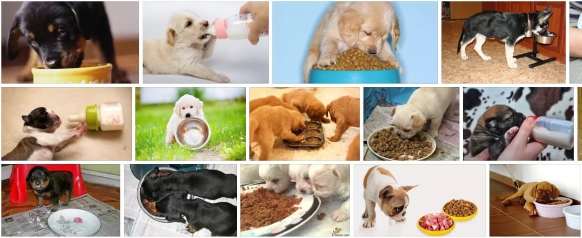 Чем кормить щенка в 2-3 месяца? 25 фото сколько раз в день нужно кормить 3-месячного и двухмесячного щенков? выбор корма для кормления
