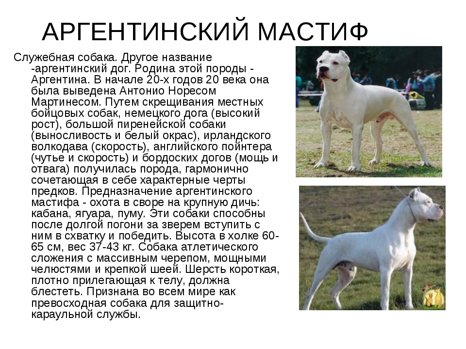 Разновидности собак мастиф: особенности породы, общие черты, непризнанные виды