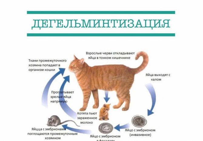 Можно ли обрабатывать беременную кошку от глистов: применение лекарств и других средств