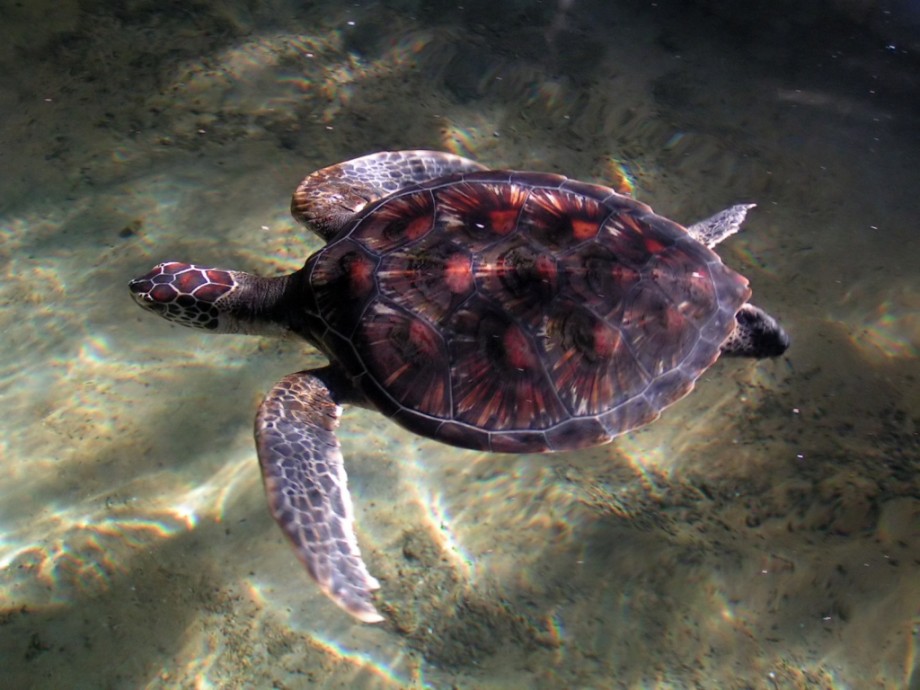 Домашние черепахи: виды сухопутных и морских черепах для дома. рейтинг пород домашних черепах: особенности кормления, содержания домашних черепах