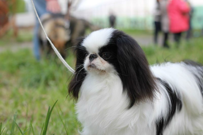 Японский хин (64 фото): описание породы и характер собак, характеристики щенков спаниеля, плюсы и минусы, отзывы владельцев