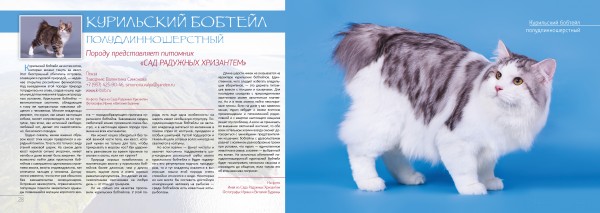Кошка бобтейл: описание и особенности породы с названиями, характеристика, окрас и уход (150 фото)