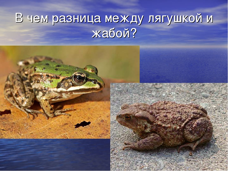 Жаба животное. описание, особенности, виды, образ жизни и среда обитания жабы