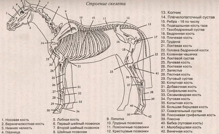 Анатомия собаки – особенности физиологии и строения тела