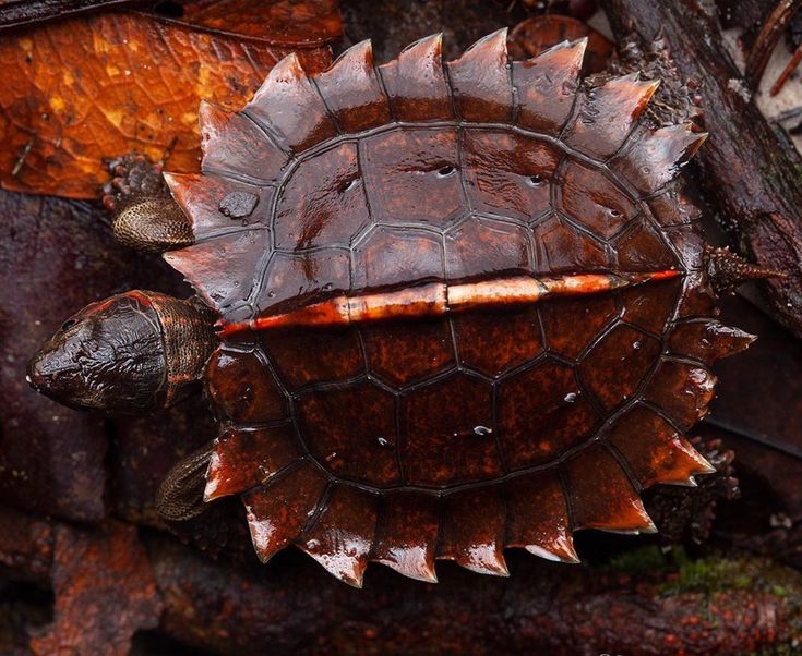 Колючая черепаха - spiny turtle - abcdef.wiki