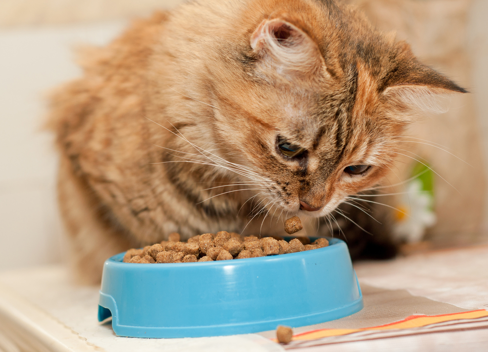 Кошки, чем кормить котенка, промышленный корм и натуральное питание