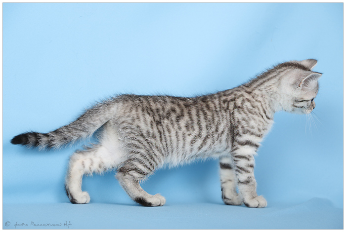 Окрас британской кошки whiskas: особенности цвета и тонкости ухода