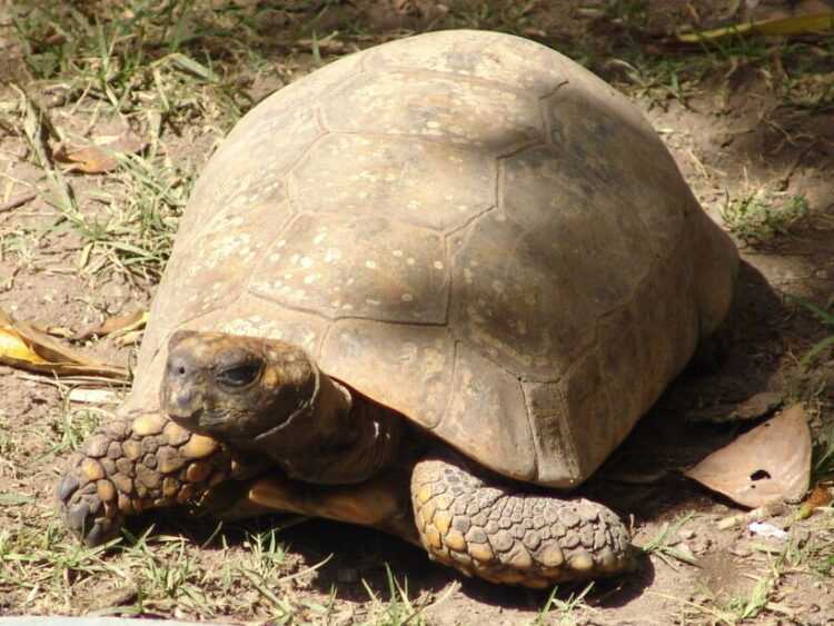 Черепахи Киникс: содержание в неволе