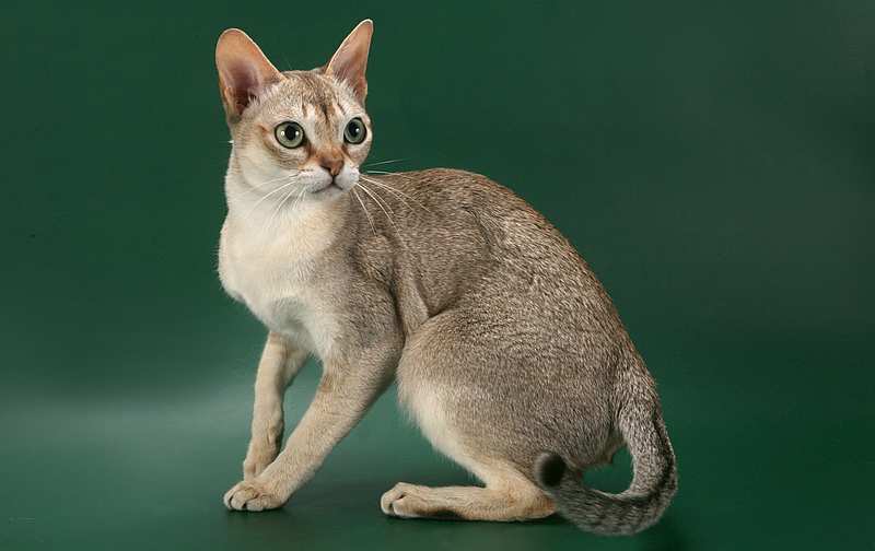 Тонкинская кошка — описание породы, особенности внешности и характеристика породы (85 фото)