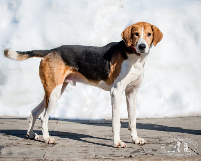 Русская гончая (пегая): фото собаки, содержание, уход и описание породы