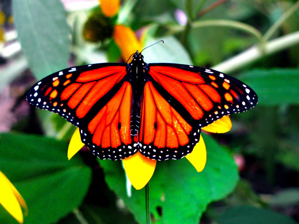 Самые красивые бабочки 