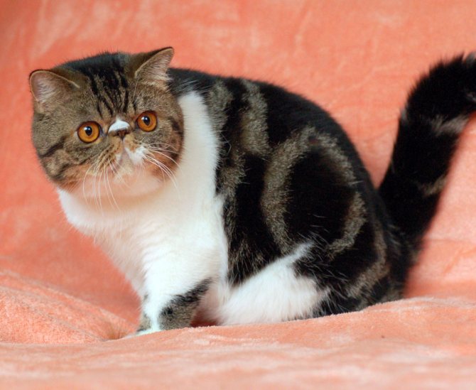 Экзотическая кошка: особенности породы, характер и рекомендации по уходу