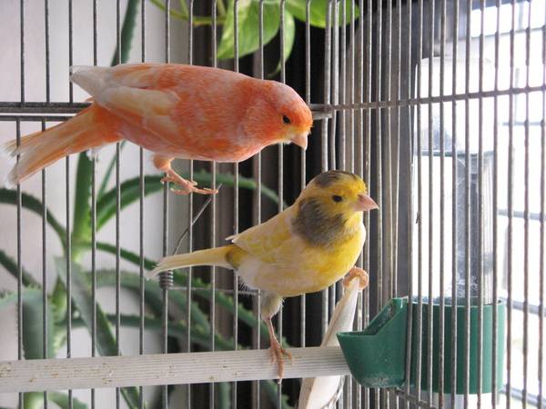Отличия содержания попугаев от канареек в доме