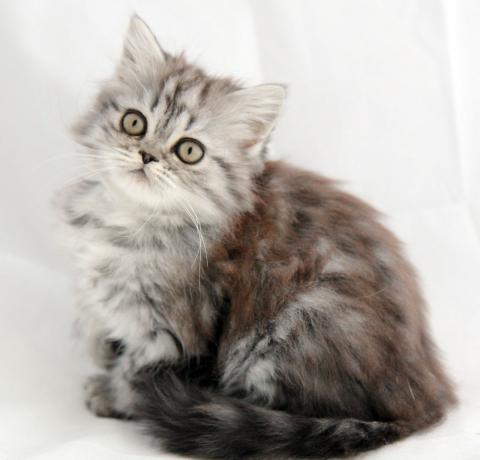 Кошка хайленд-страйт (фото): очаровательный длинношерстный шотландец