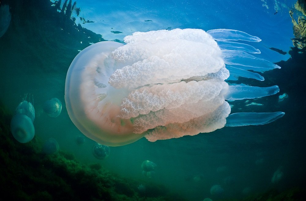 Медузы, обитающие в черном море — фото, описание и опасны ли для человека | природа мира