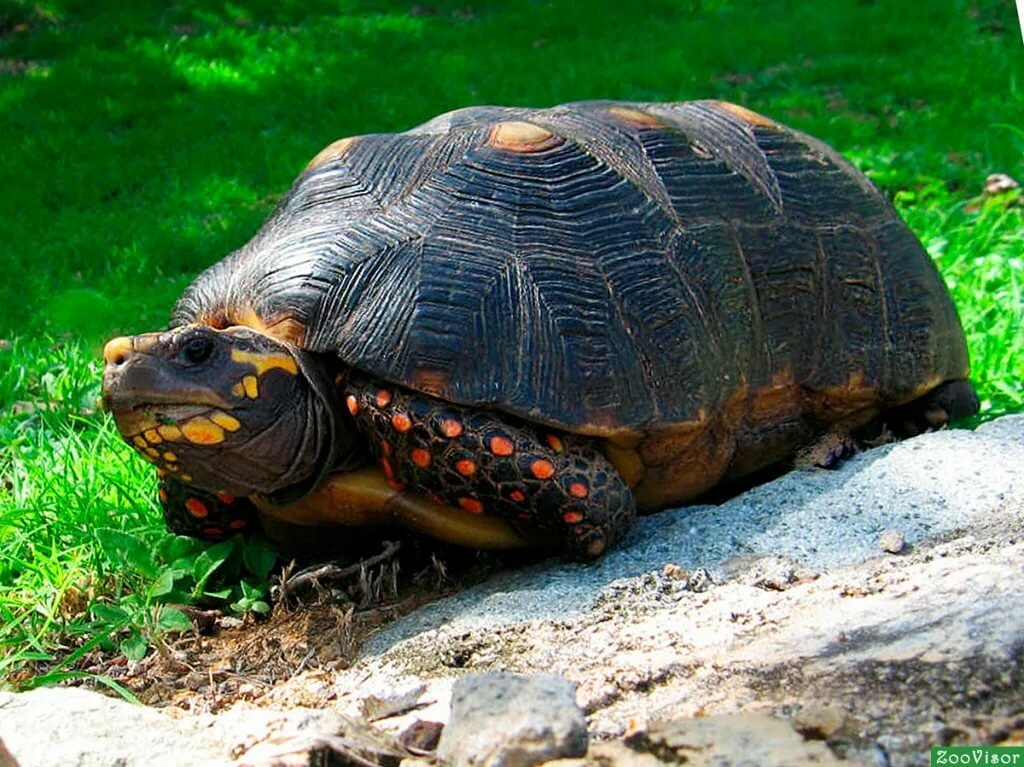 Самые старые черепахи в мире: рейтинг долгожителей