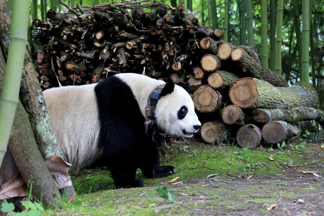Большая панда – таинственный бамбуковый медведь