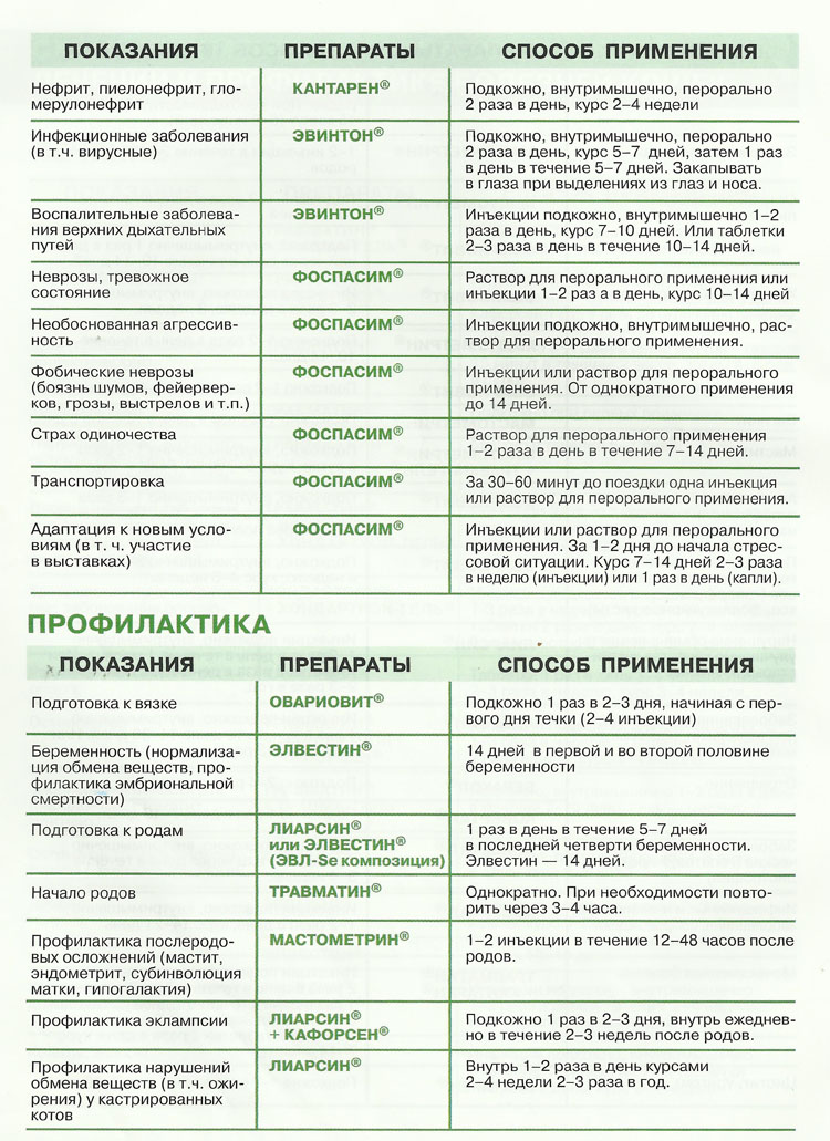 Ринотрахеит у кошек схема