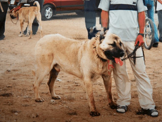 Турецкий кангал: описание породы, история турецкой пастушьей собаки кангал, характер и особенности содержания
