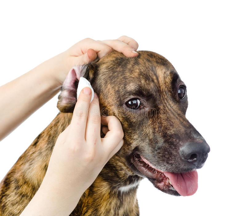 9 шагов, как чистить уши щенку