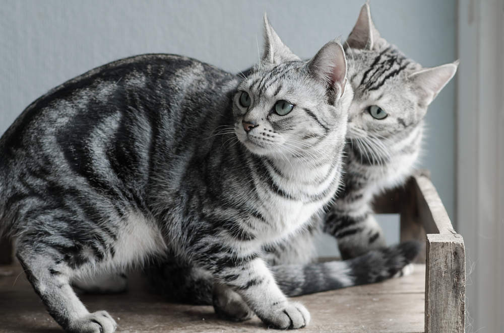 Породы кошек с фотографиями и названиями гладкошерстные в полоску серые