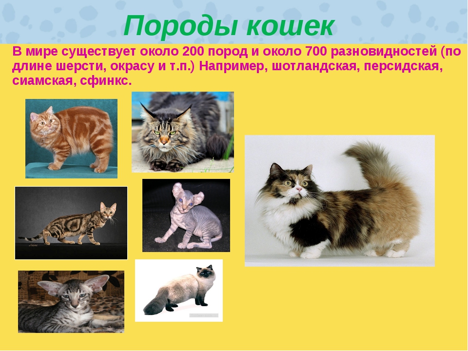 Сколько новая кошка. Разнообразие пород кошек. Породы котов с фотографиями и названиями. Породы кошек с фотографиями и названиями пород. Сколько пород кошек в мире.