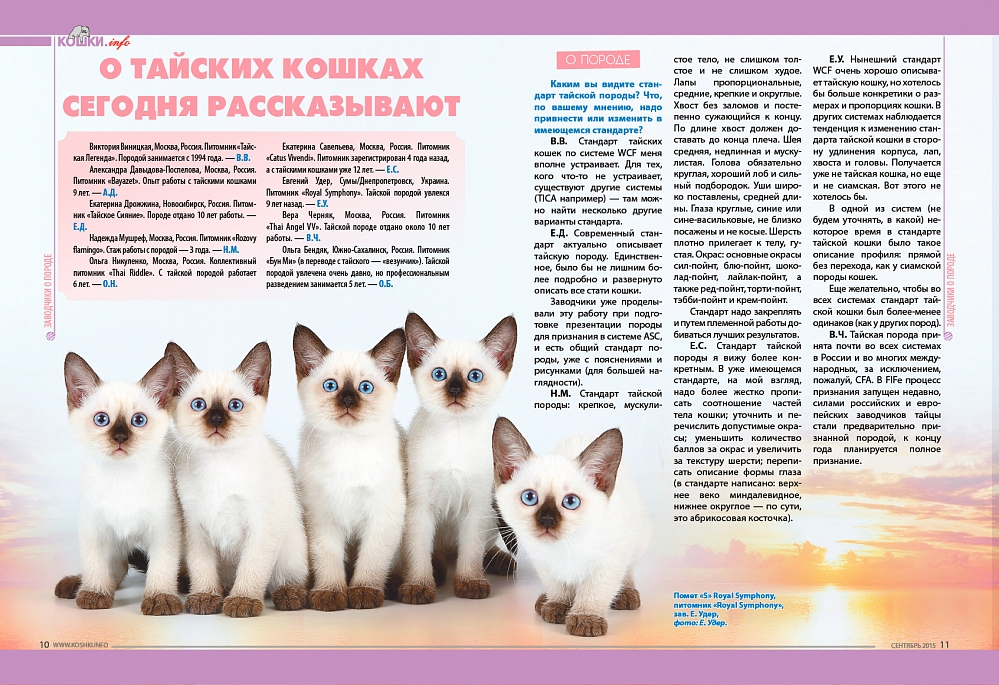Кошка серенгети: фото, цена в россии, характер и особенности породы