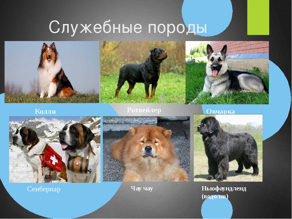 Топ 10 самых популярных и модных пород собак в россии и украине в 2021-2022 году: фото с названиями. самые модные породы маленьких и средних собак для квартиры 2021-2022 года