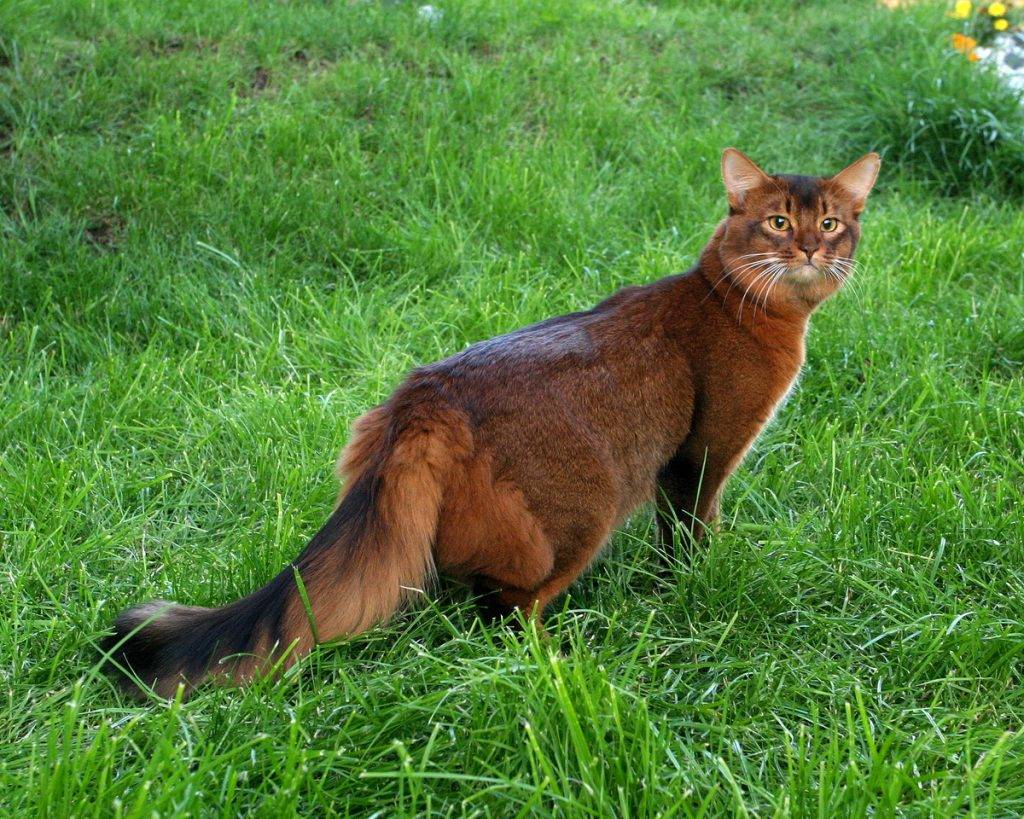 Сомалийская кошка рыжая